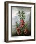 Sheep Laurel-Caldwell-Framed Giclee Print