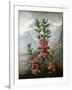 Sheep Laurel-Caldwell-Framed Giclee Print