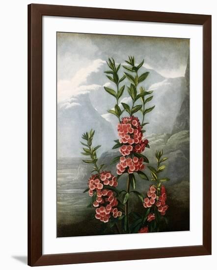 Sheep Laurel-Caldwell-Framed Giclee Print