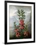 Sheep Laurel-Caldwell-Framed Giclee Print