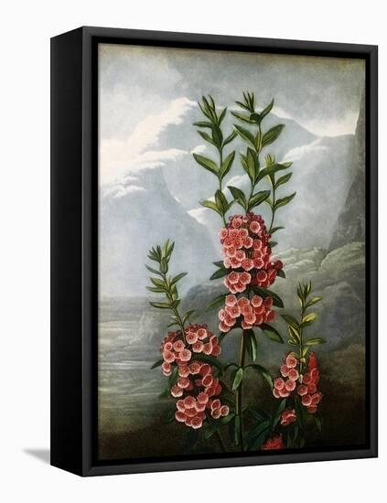 Sheep Laurel-Caldwell-Framed Stretched Canvas