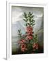 Sheep Laurel-Caldwell-Framed Giclee Print