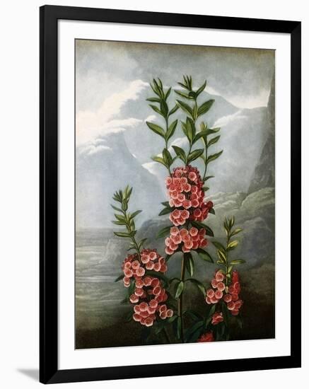 Sheep Laurel-Caldwell-Framed Giclee Print