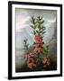 Sheep Laurel-Caldwell-Framed Giclee Print