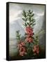 Sheep Laurel-Caldwell-Framed Stretched Canvas