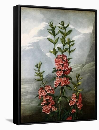 Sheep Laurel-Caldwell-Framed Stretched Canvas