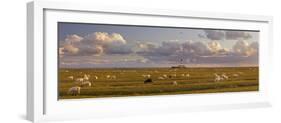 Sheep, Lighthouse of Westerhever (Municipality), Schleswig-Holstein, Germany-Rainer Mirau-Framed Photographic Print