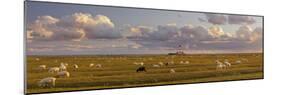 Sheep, Lighthouse of Westerhever (Municipality), Schleswig-Holstein, Germany-Rainer Mirau-Mounted Photographic Print