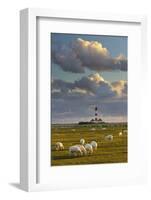 Sheep, Lighthouse of Westerhever (Municipality), Schleswig-Holstein, Germany-Rainer Mirau-Framed Photographic Print