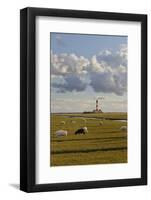 Sheep, Lighthouse of Westerhever (Municipality), Schleswig-Holstein, Germany-Rainer Mirau-Framed Photographic Print