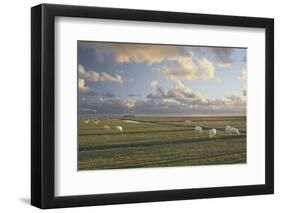 Sheep, Lighthouse of Westerhever (Municipality), Schleswig-Holstein, Germany-Rainer Mirau-Framed Photographic Print