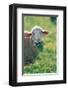 Sheep Look-null-Framed Art Print