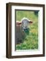 Sheep Look-null-Framed Art Print