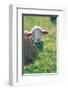 Sheep Look-null-Framed Art Print