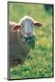 Sheep Look-null-Mounted Art Print