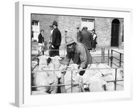 Sheep Marker-null-Framed Photographic Print