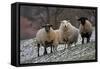 Sheep Mixture of Suffolk and Welsh Mountain Breeds-null-Framed Stretched Canvas