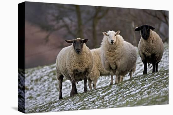 Sheep Mixture of Suffolk and Welsh Mountain Breeds-null-Stretched Canvas