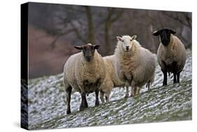 Sheep Mixture of Suffolk and Welsh Mountain Breeds-null-Stretched Canvas