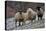 Sheep Mixture of Suffolk and Welsh Mountain Breeds-null-Stretched Canvas