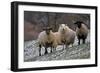 Sheep Mixture of Suffolk and Welsh Mountain Breeds-null-Framed Photographic Print