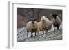 Sheep Mixture of Suffolk and Welsh Mountain Breeds-null-Framed Photographic Print