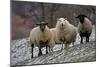 Sheep Mixture of Suffolk and Welsh Mountain Breeds-null-Mounted Photographic Print