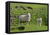 Sheep Mother and Young Standing Amidst Green-null-Framed Stretched Canvas