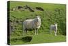 Sheep Mother and Young Standing Amidst Green-null-Stretched Canvas