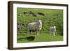 Sheep Mother and Young Standing Amidst Green-null-Framed Photographic Print