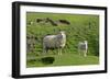 Sheep Mother and Young Standing Amidst Green-null-Framed Photographic Print