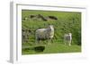 Sheep Mother and Young Standing Amidst Green-null-Framed Photographic Print