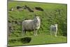 Sheep Mother and Young Standing Amidst Green-null-Mounted Photographic Print