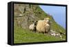 Sheep Mother and Young Standing in Front of Cliffs-null-Framed Stretched Canvas