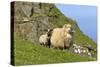 Sheep Mother and Young Standing in Front of Cliffs-null-Stretched Canvas