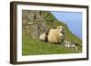 Sheep Mother and Young Standing in Front of Cliffs-null-Framed Photographic Print