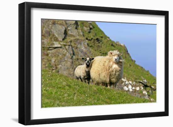 Sheep Mother and Young Standing in Front of Cliffs-null-Framed Photographic Print