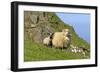 Sheep Mother and Young Standing in Front of Cliffs-null-Framed Photographic Print