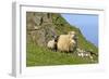 Sheep Mother and Young Standing in Front of Cliffs-null-Framed Photographic Print