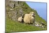 Sheep Mother and Young Standing in Front of Cliffs-null-Mounted Photographic Print