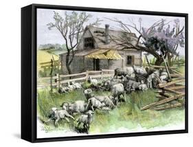 Sheep Near a Cottage in West Rutland, Vermont, c.1880-null-Framed Stretched Canvas