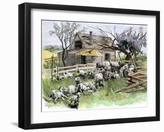 Sheep Near a Cottage in West Rutland, Vermont, c.1880-null-Framed Giclee Print