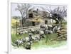 Sheep Near a Cottage in West Rutland, Vermont, c.1880-null-Framed Giclee Print