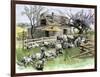 Sheep Near a Cottage in West Rutland, Vermont, c.1880-null-Framed Giclee Print