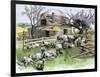 Sheep Near a Cottage in West Rutland, Vermont, c.1880-null-Framed Giclee Print