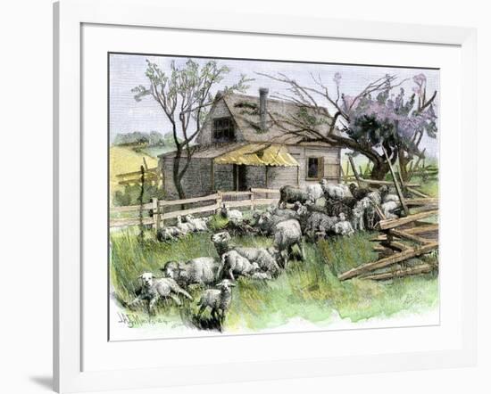 Sheep Near a Cottage in West Rutland, Vermont, c.1880-null-Framed Giclee Print