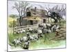 Sheep Near a Cottage in West Rutland, Vermont, c.1880-null-Mounted Giclee Print