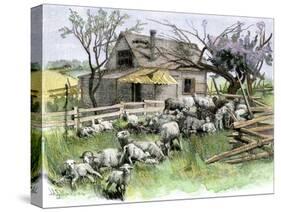 Sheep Near a Cottage in West Rutland, Vermont, c.1880-null-Stretched Canvas