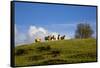 Sheep Near Athenry,County Galway, Ireland-null-Framed Stretched Canvas