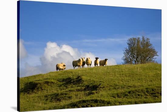 Sheep Near Athenry,County Galway, Ireland-null-Stretched Canvas